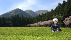 Green tea field