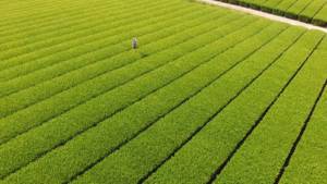Green tea field