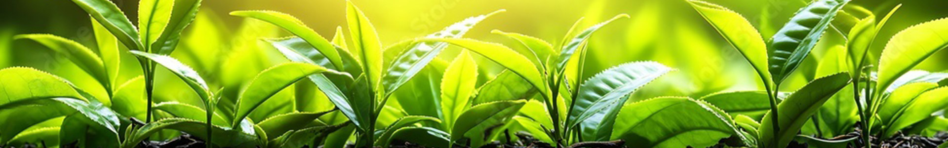 緑茶お茶の葉新芽